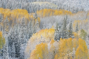 Don Grall Prints: USA, Colorado, Gunnison National Forest