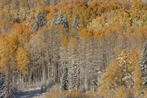 Don Grall Prints: USA, Colorado, Gunnison National Forest
