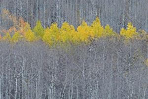 Don Grall Prints: USA, Colorado, Gunnison National Forest