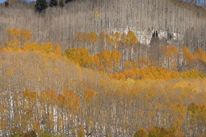 New Images March 2024 Part 2 Prints: USA, Colorado, Gunnison National Forest