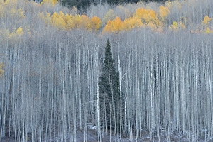 New Images March 2024 Part 2 Prints: USA, Colorado, Gunnison National Forest