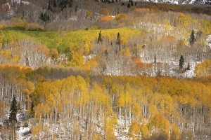 New Images March 2024 Part 2 Prints: USA, Colorado, Gunnison National Forest