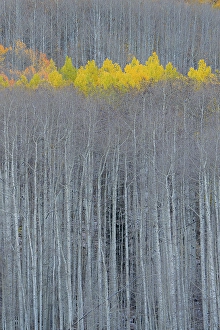 New Images March 2024 Part 2 Prints: USA, Colorado, Gunnison National Forest