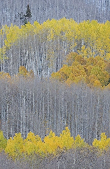 New Images March 2024 Part 2 Prints: USA, Colorado, Gunnison National Forest
