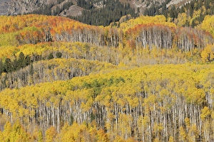 New Images March 2025 Part 2 Prints: USA, Colorado, Gunnison National Forest