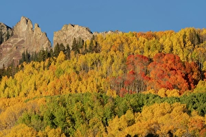 New Images March 2025 Part 2 Prints: USA, Colorado, Gunnison National Forest