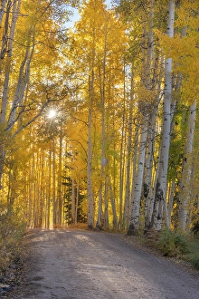 Gravel Prints: USA, Colorado, Gunnison National Forest