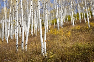 Images Dated 30th September 2009: USA, Colorado, Gunnison National Forest, along forest road 730 near Ohio Pass