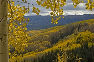 Images Dated 29th September 2009: USA, Colorado, Gunnison National Forest. Fall color below Ohio Pass