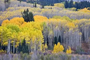 Gunnison Nf Prints: USA, Colorado, Gunnison National Forest near Kebler Pass
