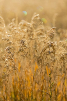 Images Dated 28th September 2013: USA, Colorado, Gunnison National Park. Close-up of golden grasses