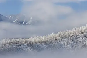 USA, Colorado. Hoarfrost coats the trees of Pike National Forest