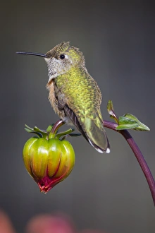 Images Dated 14th September 2013: USA, Colorado. Hummingbird rests on flower bud