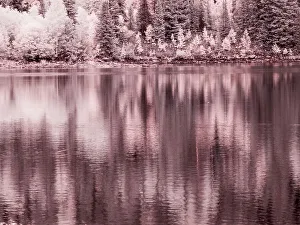 San Juan Mountain Prints: USA, Colorado. Infrared of Aspen trees reflecting in Lost Lake