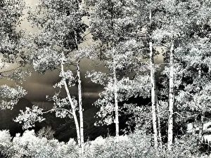 Overlook Prints: USA, Colorado. Infrared of Aspens along the Kebler Pass
