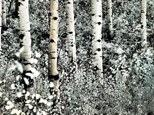 Overlook Prints: USA, Colorado. Infrared of Aspens along the Kebler Pass