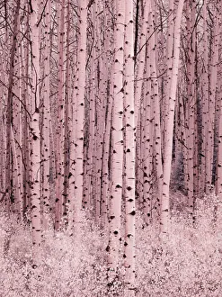 Overlook Prints: USA, Colorado. Infrared of Aspens along the Kebler Pass