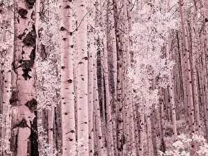 Overlook Prints: USA, Colorado. Infrared of Aspens along the Kebler Pass