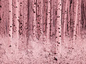 Overlook Prints: USA, Colorado. Infrared of Aspens along the Kebler Pass