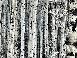 Overlook Prints: USA, Colorado. Infrared of Aspens along the Kebler Pass