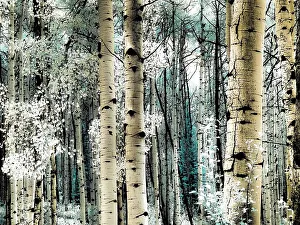 Overlook Prints: USA, Colorado. Infrared of Aspens along the Kebler Pass