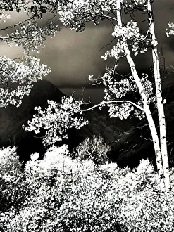 Overlook Prints: USA, Colorado. Infrared of Aspens along the Kebler Pass