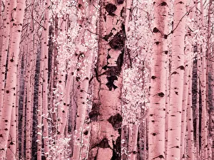 Overlook Prints: USA, Colorado. Infrared of Aspens along the Kebler Pass