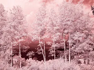 USA, Colorado. Infrared of Aspens along the Kebler Pass