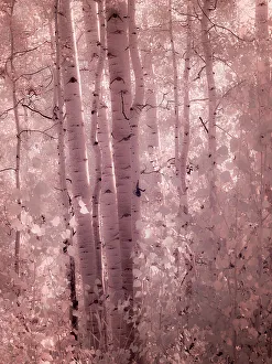 Overlook Prints: USA, Colorado. Infrared of Aspens along the Kebler Pass