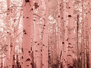 Overlook Prints: USA, Colorado. Infrared of Aspens along the Kebler Pass