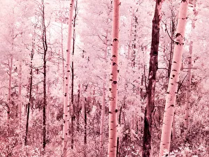 Overlook Prints: USA, Colorado. Infrared of autumn Aspens