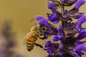 Images Dated 30th September 2014: USA, Colorado, Jefferson County. Honey bee on salvia blossoms