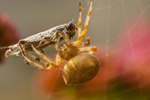 Images Dated 15th October 2014: USA, Colorado, Jefferson County. Orb-weaver spider with prey