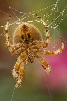 Images Dated 28th September 2014: USA, Colorado, Jefferson County. Orb-weaver spider close-up