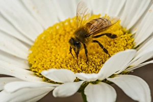 Images Dated 1st October 2014: USA, Colorado, Jefferson County. Honey bee on daisy blossom