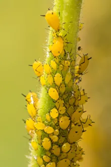 Milkweed Prints: USA, Colorado, Jefferson County. Aphids on milkweed plant