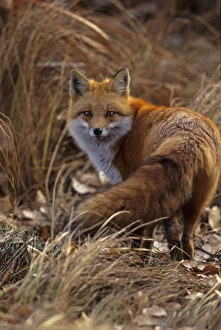 USA, Colorado, Jefferson County. Close-up of red fox