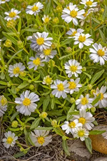 Images Dated 1st July 2021: USA, Colorado, John Martin Reservoir. Blackfoot daisy flowers close-up