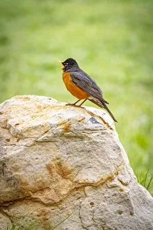 Images Dated 1st July 2021: USA, Colorado, John Martin Reservoir. Adult male American robin singing