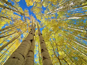View From Below Prints: USA, Colorado, Kebler Pass. Aspen forest in fall color as seen from the forest floor