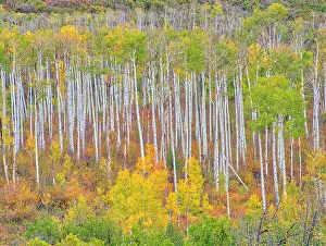 Orange Color Prints: USA, Colorado, Kebler Pass. Autumn color of the Aspens