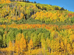Orange Color Prints: USA, Colorado, Kebler Pass. Bright color of autumn Aspens on Kebler Pass