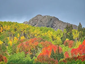 Orange Color Prints: USA, Colorado, Kebler Pass. Bright color of autumn on Kebler Pass