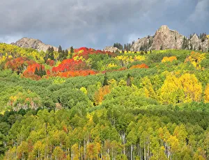 USA, Colorado, Kebler Pass. Bright color of autumn on Kebler Pass