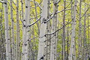Images Dated 23rd September 2006: USA, Colorado, Kebler Pass, Snow covered Aspens with Autumn Color