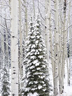 Images Dated 30th July 2020: USA, Colorado, Keebler Pass, fresh snow on Aspens and Evergreen trees