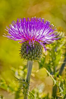 Images Dated 2021 July: USA, Colorado, La Junta. Bull thistle close-up