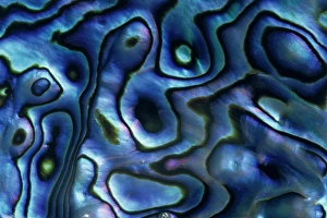 Images Dated 16th December 2014: USA, Colorado, Lafayette. Abalone shell close-up