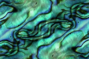 USA, Colorado, Lafayette. Abalone shell montage