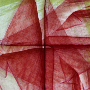 Images Dated 22nd December 2014: USA, Colorado, Lafayette. Amaryllis montage